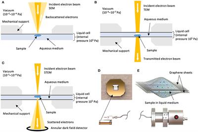 In situ Electron Microscopy of Complex Biological and Nanoscale Systems: Challenges and Opportunities